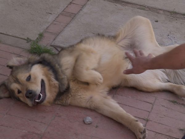 El Encantador de Perros - Pekaso y Yogi & Smokey