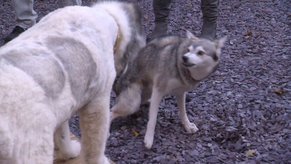 El Encantador de Perros - La batalla de Gran Bretaña
