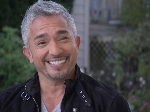 El Encantador de Perros - Perros de Jersey Shore