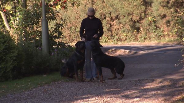 El Encantador de Perros - Cesar conquista Londres
