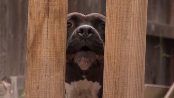 El Encantador de Perros - Acosado por el miedo