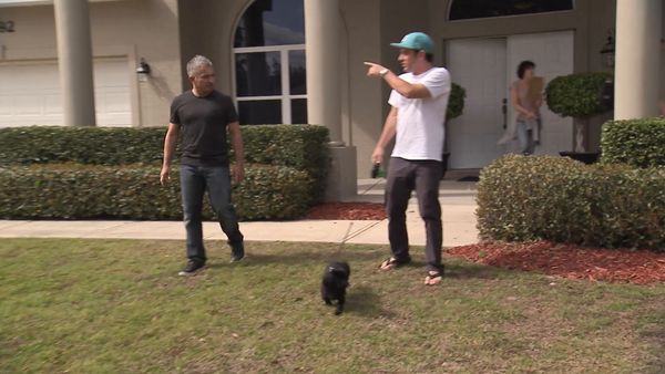 El Encantador de Perros - Perros de Daytona