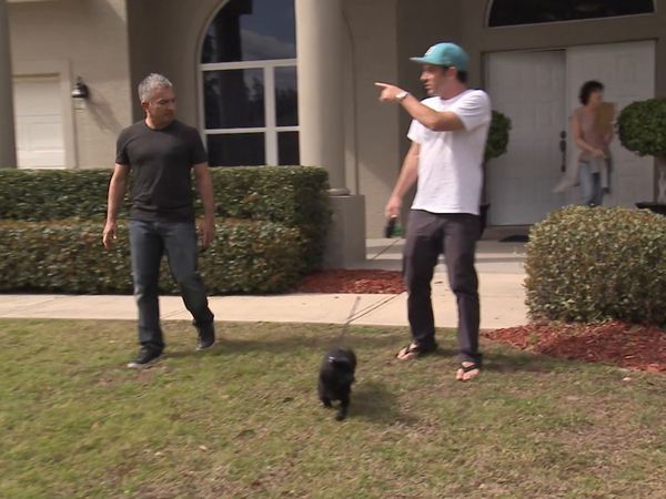 El Encantador de Perros - Perros de Daytona