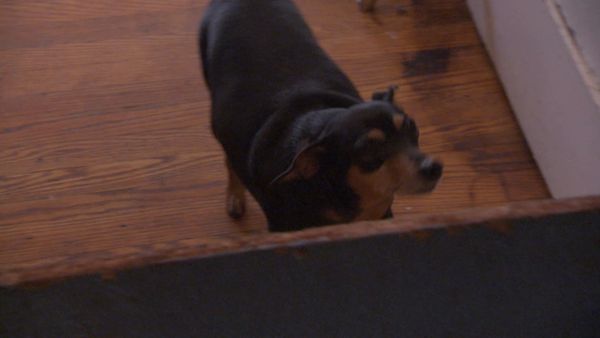 El Encantador de Perros - Caos de la mascota