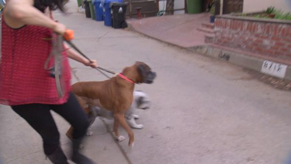 El Encantador de Perros - Perros malos de la comedia
