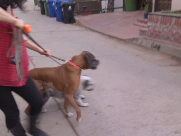 El Encantador de Perros - Perros malos de la comedia