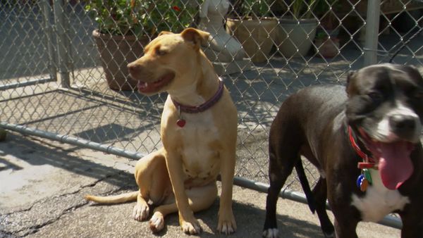 El Encantador de Perros - Bella y Big Boy y Gracie