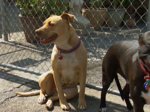 El Encantador de Perros - Bella y Big Boy y Gracie