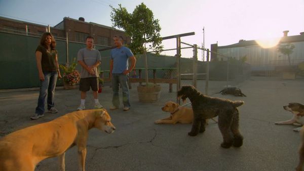 El Encantador de Perros - Bodhi, Maggie & Molly, y Bojo