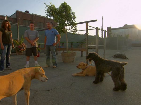 El Encantador de Perros - Bodhi, Maggie & Molly, y Bojo