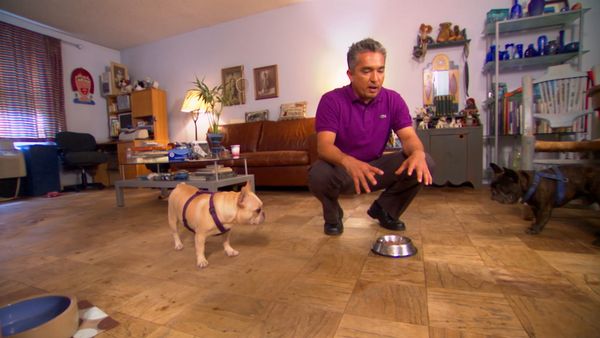 El Encantador de Perros - Tori, Cassie, y Skyler, Tallulah, Bella, Boris, Groucho, y Howie