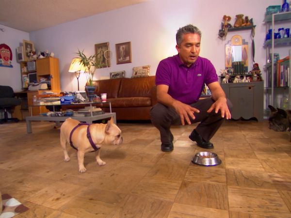 El Encantador de Perros - Tori, Cassie, y Skyler, Tallulah, Bella, Boris, Groucho, y Howie