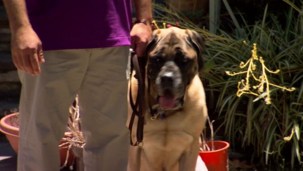 El Encantador de Perros - Dasher, Riley y Fosse