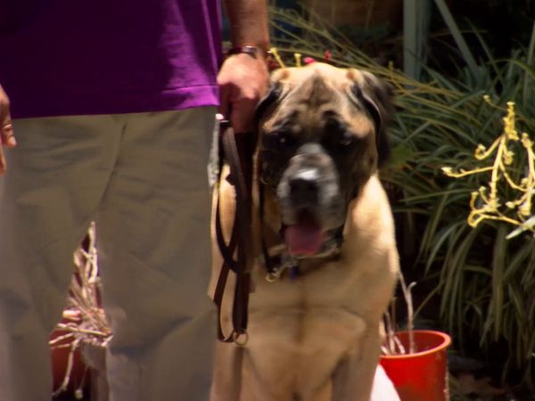 El Encantador de Perros - Dasher, Riley y Fosse
