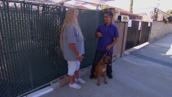 El Encantador de Perros - Chloe y varios perros