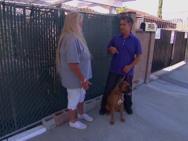 El Encantador de Perros - Chloe y varios perros