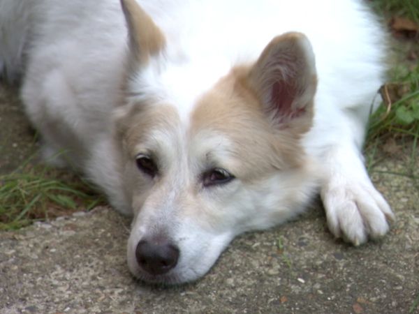 El Encantador de Perros - Molly, Jane, y Genoa
