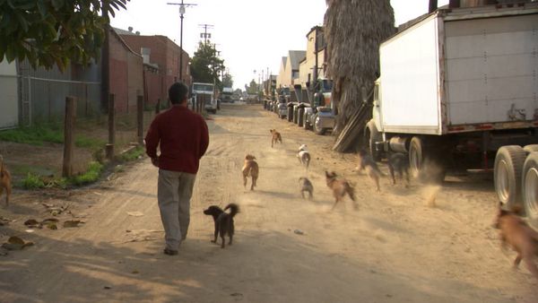 El Encantador de Perros - Calvin, Rudy, y Milo