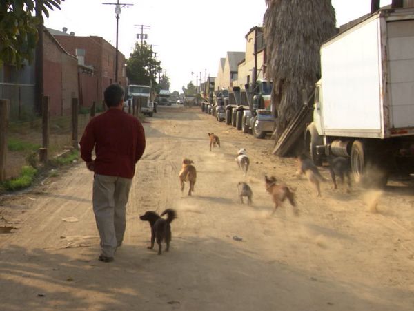El Encantador de Perros - Calvin, Rudy, y Milo