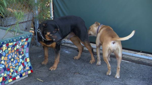 El Encantador de Perros - Titan, Candy, y Bella