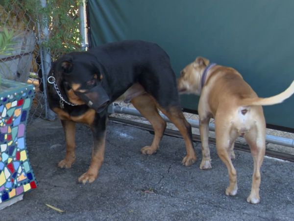 El Encantador de Perros - Titan, Candy, y Bella