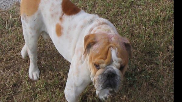 El Encantador de Perros - Wilshire y Butch