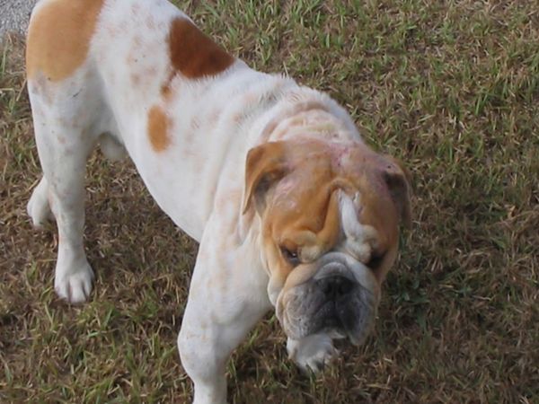 El Encantador de Perros - Wilshire y Butch