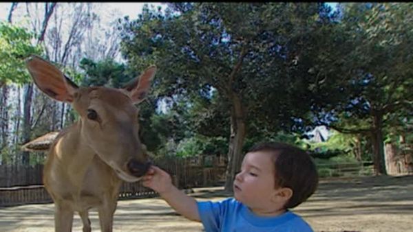 Baby Genius - Animal Adventures