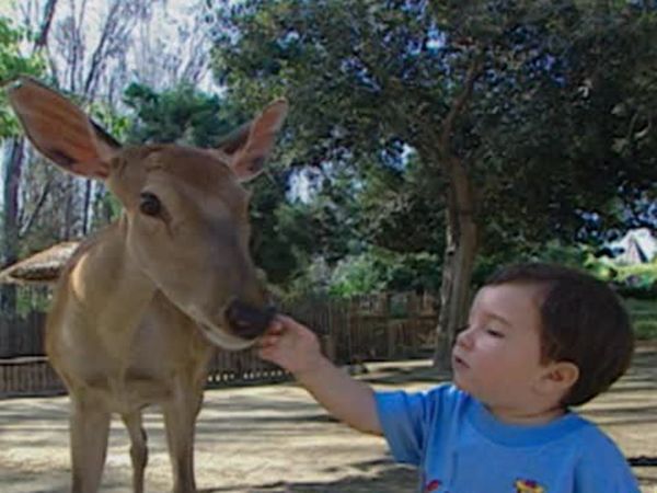 Baby Genius - Animal Adventures