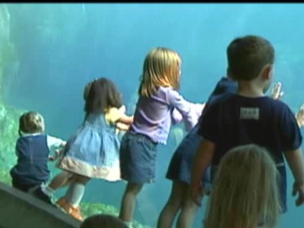 Baby Genius - Underwater Adventures
