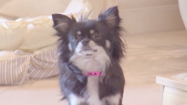 O Encantador de Cães - Bebe and Lola