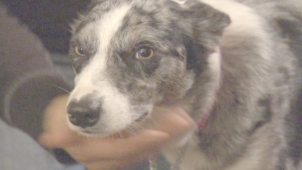 O Encantador de Cães - Cobar e Chase