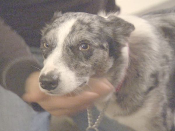 O Encantador de Cães - Cobar e Chase
