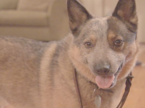 O Encantador de Cães - Sadie & Calder