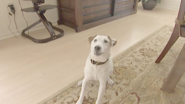 O Encantador de Cães - Charlotte, Elvis e Jack