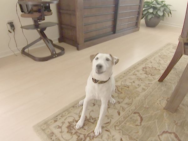 O Encantador de Cães - Charlotte, Elvis e Jack