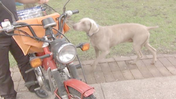 O Encantador de Cães - O encantador de Cães: Abaixo do Especial 2