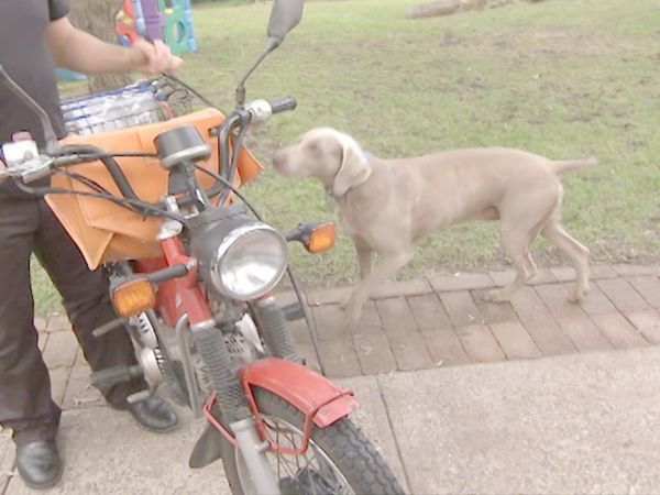 O Encantador de Cães - O encantador de Cães: Abaixo do Especial 2