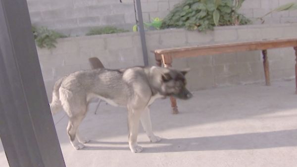O Encantador de Cães - Corra para casa, Roscoe!