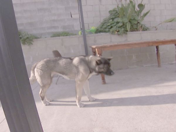 O Encantador de Cães - Corra para casa, Roscoe!