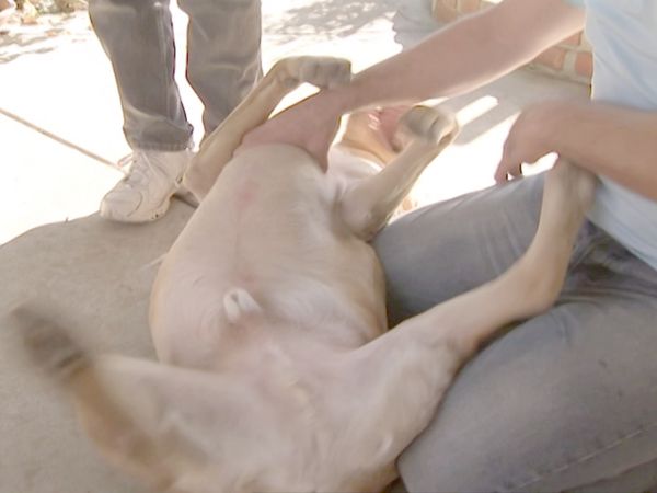 O Encantador de Cães - Harley, Annabelle e Memphis