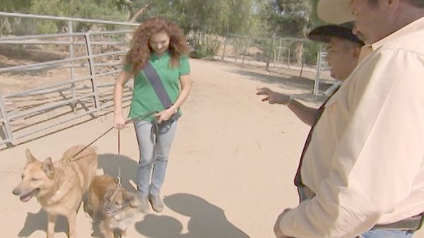 O Encantador de Cães - César e o Encantador de Cavalos (Chloe e Hobo, Ali)