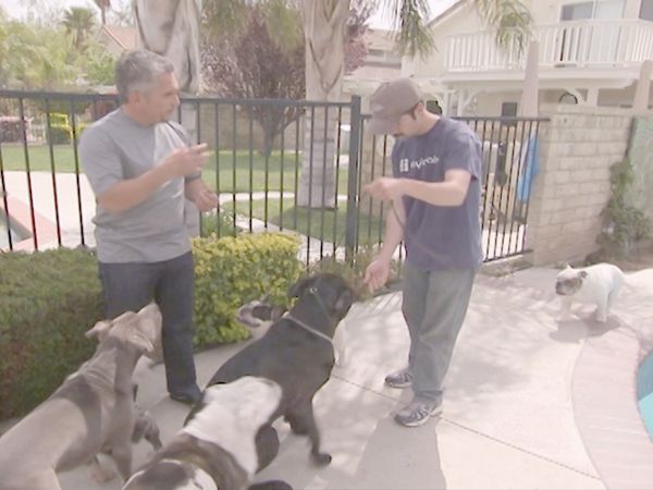 O Encantador de Cães - Cujo e Molly