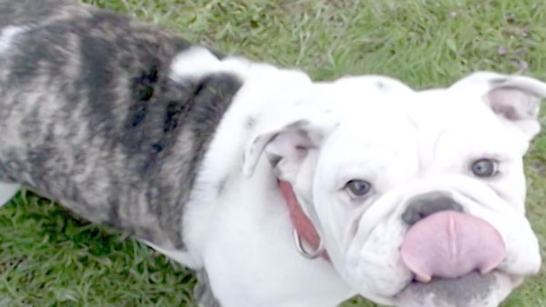 O Encantador de Cães - Como criar o cachorro perfeito