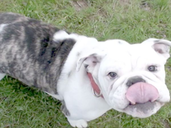 O Encantador de Cães - Como criar o cachorro perfeito