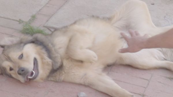 O Encantador de Cães - Pekaso e Yogi e Smokey