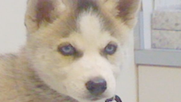 O Encantador de Cães - Um cachorro e seu menino; Veterinário móvel