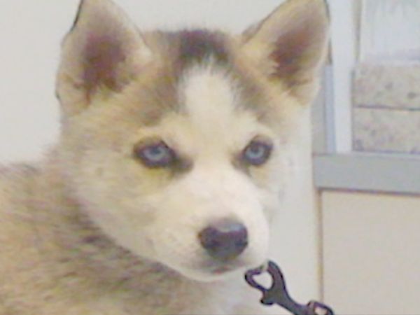 O Encantador de Cães - Um cachorro e seu menino; Veterinário móvel