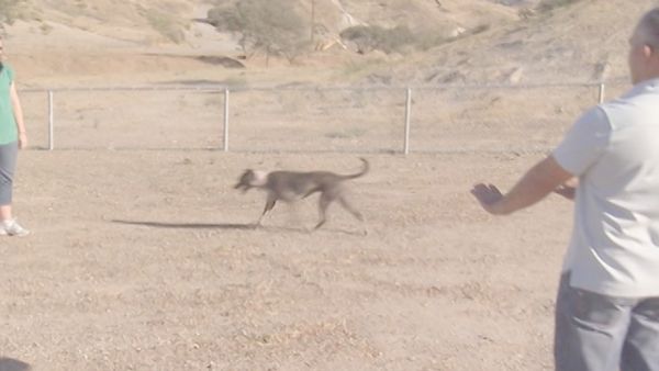 O Encantador de Cães - Chloe, Gotti y Madison