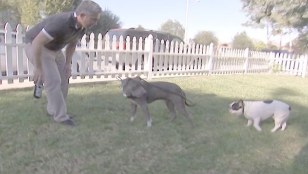 O Encantador de Cães - Hardy- atacado com amor